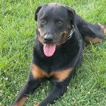 Un Rottpeake au pelage bicolore, allongé sur une surface herbacée et tirant la langue 