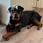 Un Rottpeake au pelage bicolore, allongé sur un plancher et portant un collier autour du cou