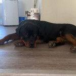 Un Rottpeake au pelage bicolore, allongé sur un plancher et regardant vers la caméra 