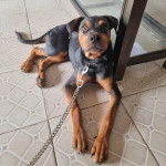 Un Rottpeake au pelage bicolore, allongé sur une surface carrelé et qui est tenu en laisse 