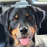 Un Rottpeake au pelage bicolore, regardant vers la caméra et tirant la langue 