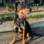 Un Rottpeake au pelage tricolore, assis sur un banc en bois, tirant la langue et qui est tenu en laisse