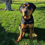 Un Rottpeake au pelage bicolore, assis sur une surface herbacée et portant un collier autour du cou 