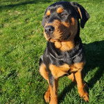 Un Rottpeake au pelage bicolore, assis sur une surface gazonnée et portant un collier autour du cou 