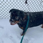 Un Rottpeake au pelage bicolore, debout sur ses quatre pattes dans la neige et qui est tenu en laisse 