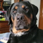 Un Rottpeake au pelage tricolore