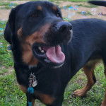 Un Rottpeake au pelage bicolore, debout sur ses quatre pattes sur une surface herbacée et qui est tenu en laisse 