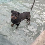 Un Rottpeake au pelage bicolore, debout sur ses quatre pattes dans l'eau et regardant vers la caméra 