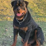 Un Rottpeake au pelage bicolore, assis sur une surface herbacée, tirant la langue et portant un collier autour du cou