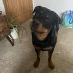 Un Rottpeake au pelage bicolore, debout sur ses quatre pattes sur un tapis et regardant vers la caméra 