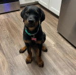 Un Rottpeake au pelage bicolore, assis sur un plancher et portant un collier autour du cou 