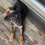 Un Rottpeake au pelage bicolore, allongé sur un plancher et regardant vers la caméra 