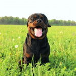 Un Rottpeake au pelage bicolore, allongé sur une surface herbacée et tirant la langue 