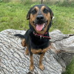 Un Rottpeake au pelage bicolore, assis sur un tronc d'arbre, tirant la langue et portant un collier autour du cou