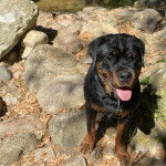 Un Rottpeake au pelage bicolore, assis sur des rochers, tirant la langue et portant un collier autour du cou 