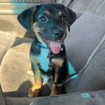 Un Rottpeake au pelage bicolore, assis sur le siège d'une voiture, tirant la langue et qui est tenu laisse