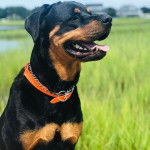 Un Rottpeake au pelage bicolore, ayant la gueule ouverte et portant un collier autour du cou 