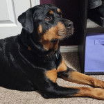 Un Rottpeake au pelage bicolore, allongé sur un tapis et portant un collier autour du cou