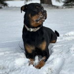 Un Rottpeake au pelage bicolore, allongé dans la neige et portant un collier autour du cou 