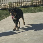 Un Rottpeake au pelage bicolore, marchant sur une surface bétonnée, ayant la langue pendante et portant un collier autour du cou