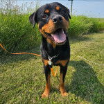 Un Rottpeake au pelage bicolore, debout sur ses quatre pattes sur une surface herbacée et qui est tenu en laisse