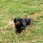 Un Rottpeake au pelage bicolore, allongé sur une surface herbacée et regardant vers la caméra