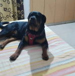 Un Rottpeake au pelage bicolore, allongé sur un lit et portant un harnais 