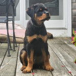 Un Rottpeake au pelage bicolore, assis sur un plancher et portant un collier autour du cou 