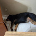 Un Rottpeake au pelage bicolore, allongé sur une surface carrelé et semblant dormir 