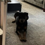 Un Rottpeake au pelage bicolore, allongé sur un tapis et regardant vers la caméra 