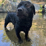 Un Rottpeake au pelage noir, debout sur ses quatre pattes dans l'eau et semblant détendu 
