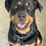 Un Rottpeake au pelage bicolore, assis sur une surface carrelé et portant un collier autour du cou