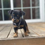 Un Rottpeake au pelage bicolore, debout sur ses quatre pattes sur un plancher et portant un collier autour du cou 