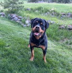 Un Rottpeake au pelage bicolore, debout sur ses quatre pattes sur une surface gazonnée, tirant la langue et regardant vers la caméra 