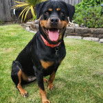 Un Rottpeake au pelage bicolore, assis sur une surface gazonnée, tirant la langue et portant un collier autour du cou 