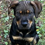 Un Rottpeake au pelage bicolore, assis sur une surface herbacée et regardant vers la caméra 