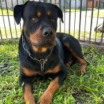 Un Rottpeake au pelage bicolore, allongé sur une surface herbacée et portant un collier autour du cou