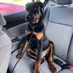 Un Rottpeake au pelage bicolore, assis sur le siège d'une voiture et qui est tenu en laisse