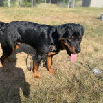 Un Rottpeake au pelage bicolore, debout sur sur ses quatre pattes sur une surface herbacée et qui est tenu en laisse