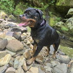 Un Rottpeake au pelage bicolore, marchant sur des cailloux et portant un collier autour du cou