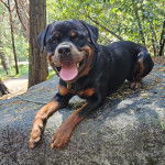 Un Rottpeake au pelage bicolore, allongé sur un rocher, tirant la langue et portant un collier autour du cou  