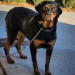 Un Rottpeake au pelage bicolore, debout sur    ses quatre pattes sur une surface terrassée et qui est tenu en laisse 