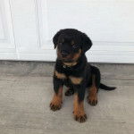 Un Rottpeake au pelage bicolore, assis devant une porte et portant un collier autour du cou 