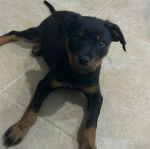 Un Rottpeake au pelage bicolore, allongé sur une surface carrelé et regardant la caméra de haut 