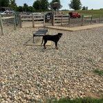 Un Rottpeake au pelage bicolore, debout sur ses quatre pattes sur une surface rocailleuse et tirant la langue 