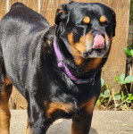 Un Rottpeake au pelage bicolore, léchant son museau et portant un collier autour du cou  