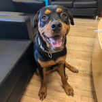 Un Rottpeake au pelage bicolore, assis sur un plancher et portant un collier autour du cou 