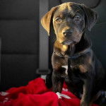 Un Rottpeake au pelage bicolore, assis sur le siège d'une voiture et regardant vets la caméra 