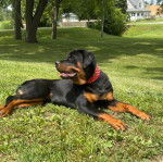 Un Rottpeake au pelage bicolore, allongé sur une surface herbacée et portant un collier autour du cou