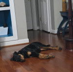 Un Rottpeake au pelage bicolore, allongé sur un plancher et semblant dormir